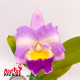 Cattleya Topaz Elite X Ctt. Aussie Sunset