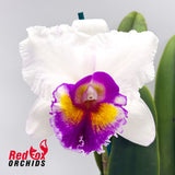 Cattleya Topaz Elite X Rlc. Burdekin News 'Super S-A'