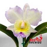 Cattleya My Partner (4n) x Dal's Tradition 'Scherrie'