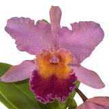 Rhyncholaeliocattleya  Amazing Thailand X Rhyncholaeliocattleya Crystal Wall