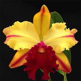 Rhyncholaeliocattleya Toshie Aoki 'Robin' Flask