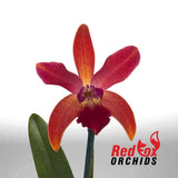 Cattlianthe Trick or Treat x Cattleya Topaz Acclaim 'GBTD'