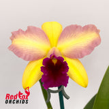 Rhyncattleanthe Love Sound 'Dogashima' X Rth. Topaz Fever