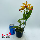 Cattleya Topaz Froglet X Ctt. Susan Holcombe