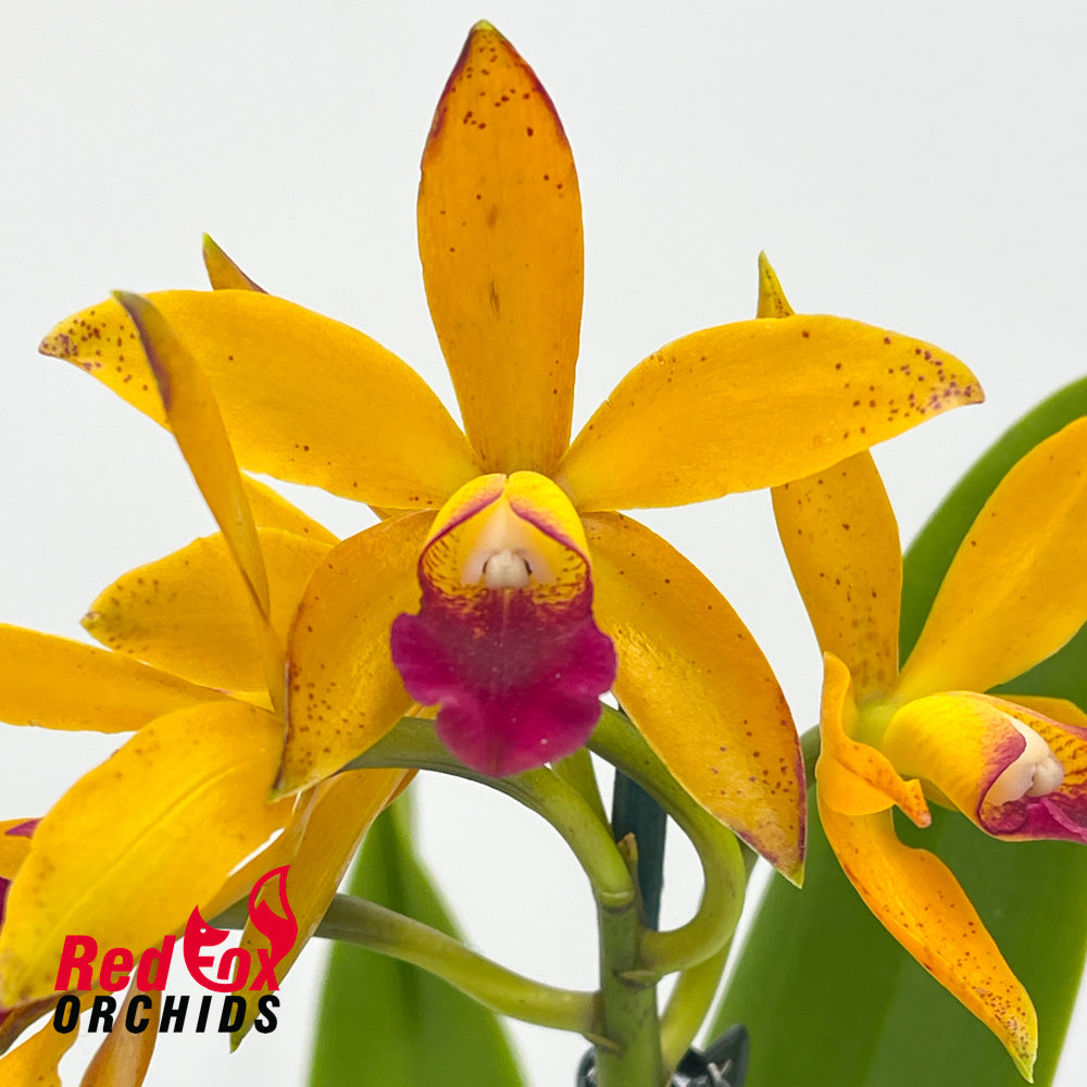 Cattleya Topaz Froglet X Ctt. Susan Holcombe