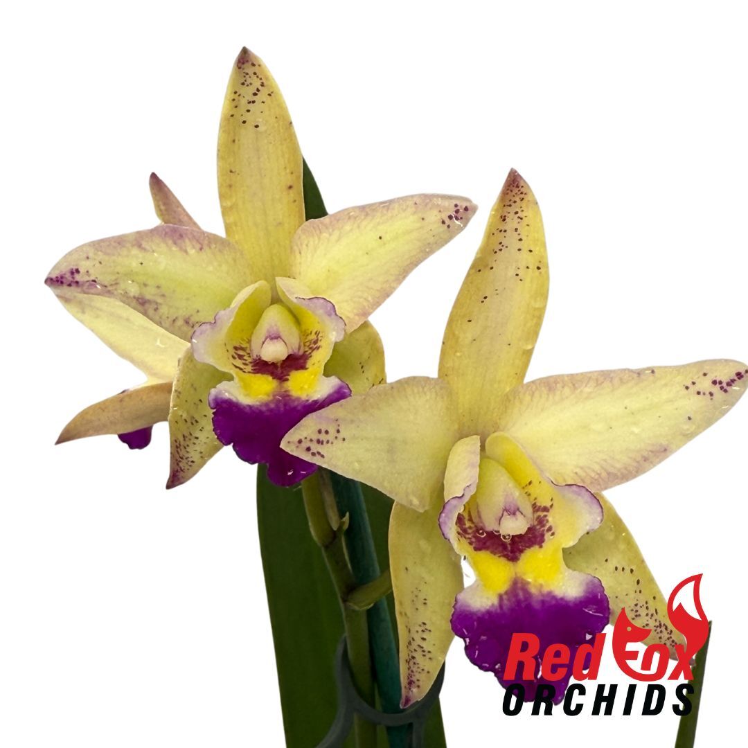 Cattleya Topaz Froglet X Ctt. Susan Holcombe 'Yellow and Red'