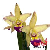 Cattleya Topaz Froglet X Ctt. Susan Holcombe 'Yellow and Red'