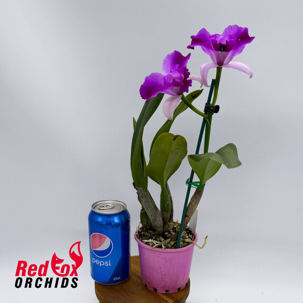 Cattleya Mari's Magic X Lc. Joanna Rose