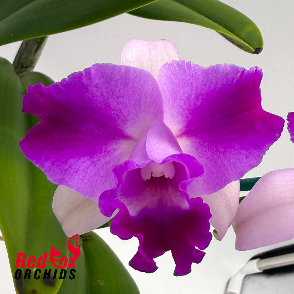 Cattleya Mari's Magic X Lc. Joanna Rose