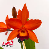 Cattlianthe Fire Gem