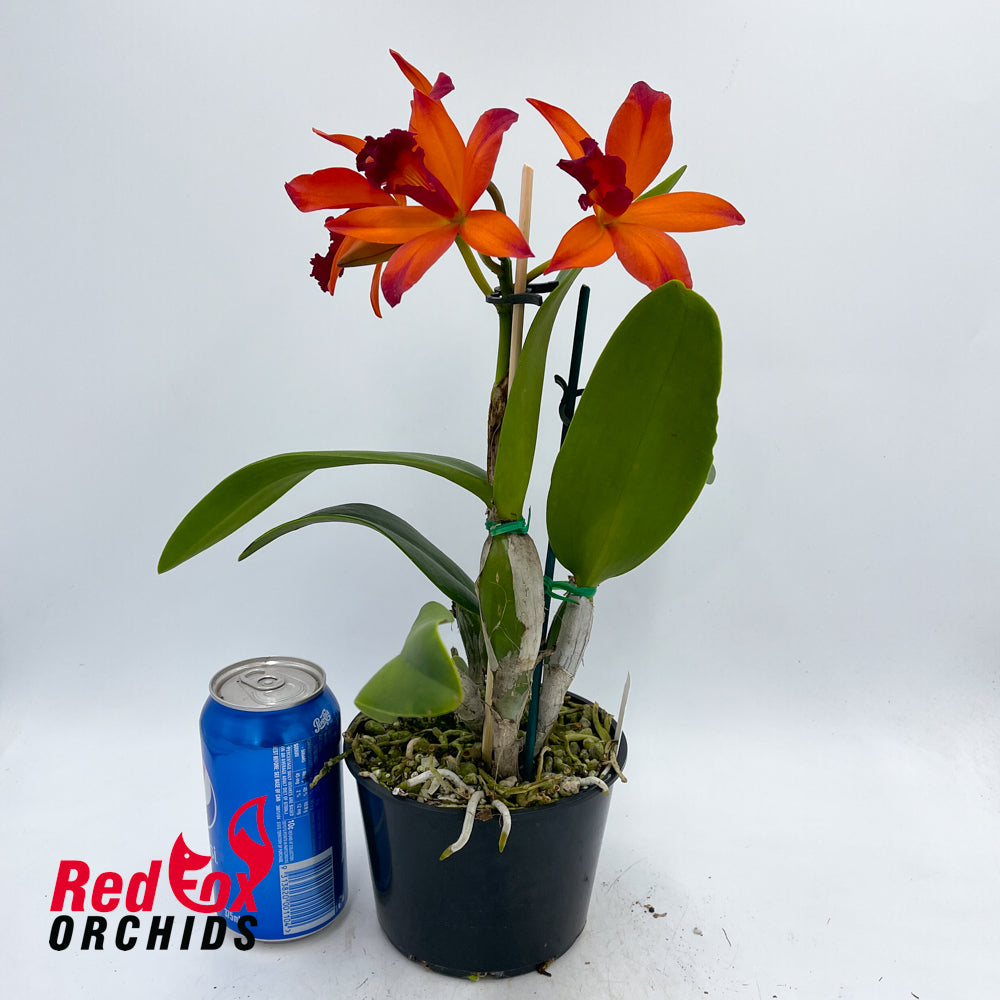 Cattlianthe Fire Gem