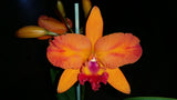 Cattlianthe Fire Gem