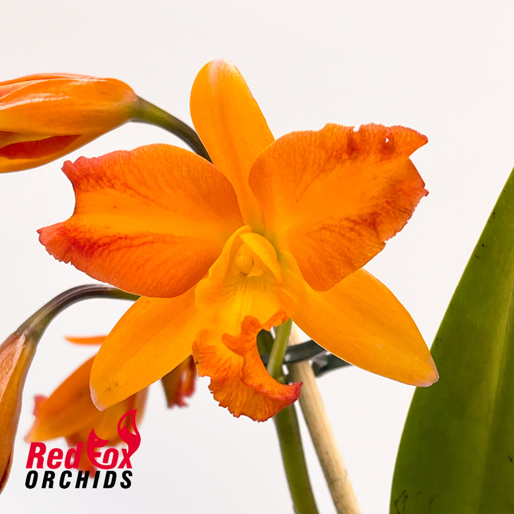 Cattlianthe Fire Gem