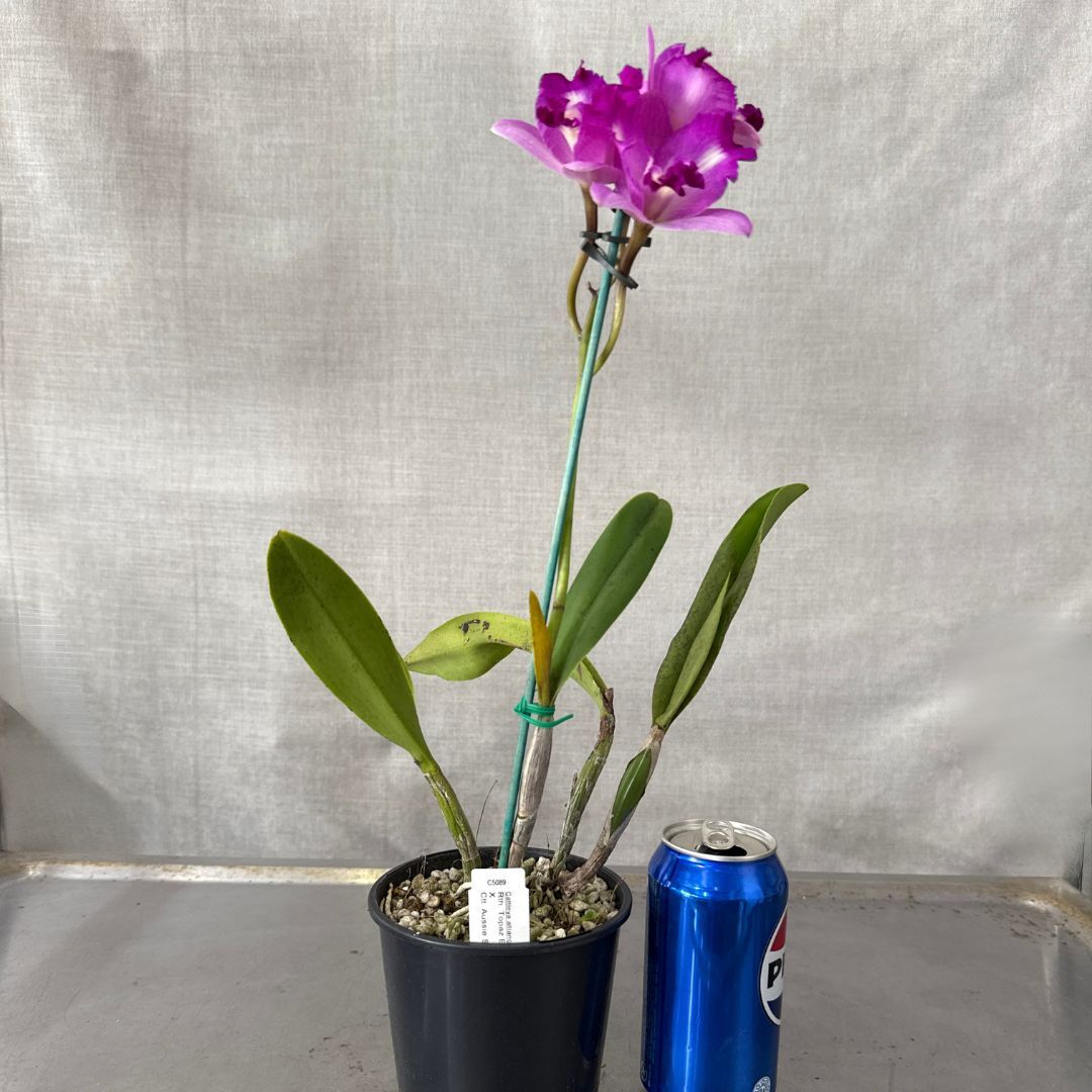 Rhyncattleanthe Topaz Elf X Ctt. Aussie Sunset