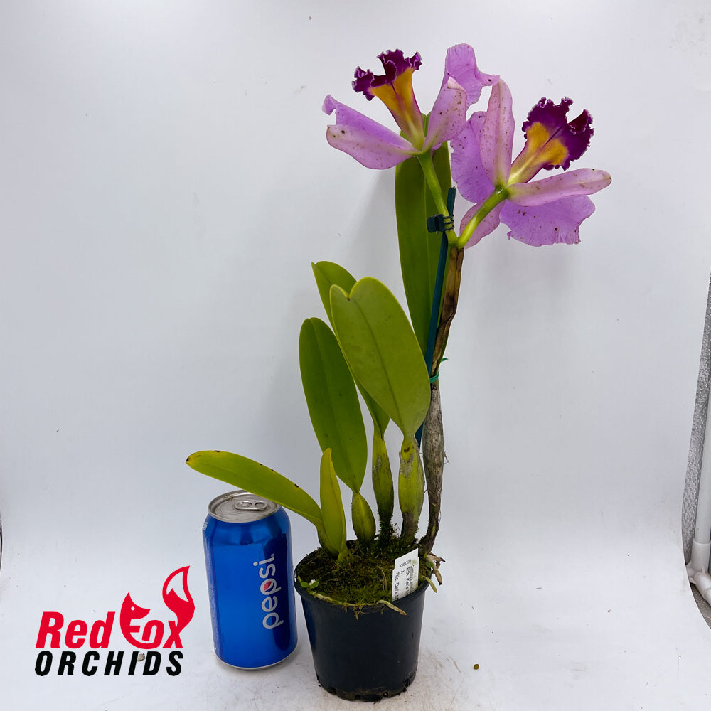 Rhyncattleanthe Kei's Love Sound X Rlc. Dal's Monarch 'Southern Cross'
