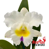 Rhyncholaeliocattleya Memoria Anna Balmores 'Convex' X Rlc. California Girl 'Orchidlibrary'