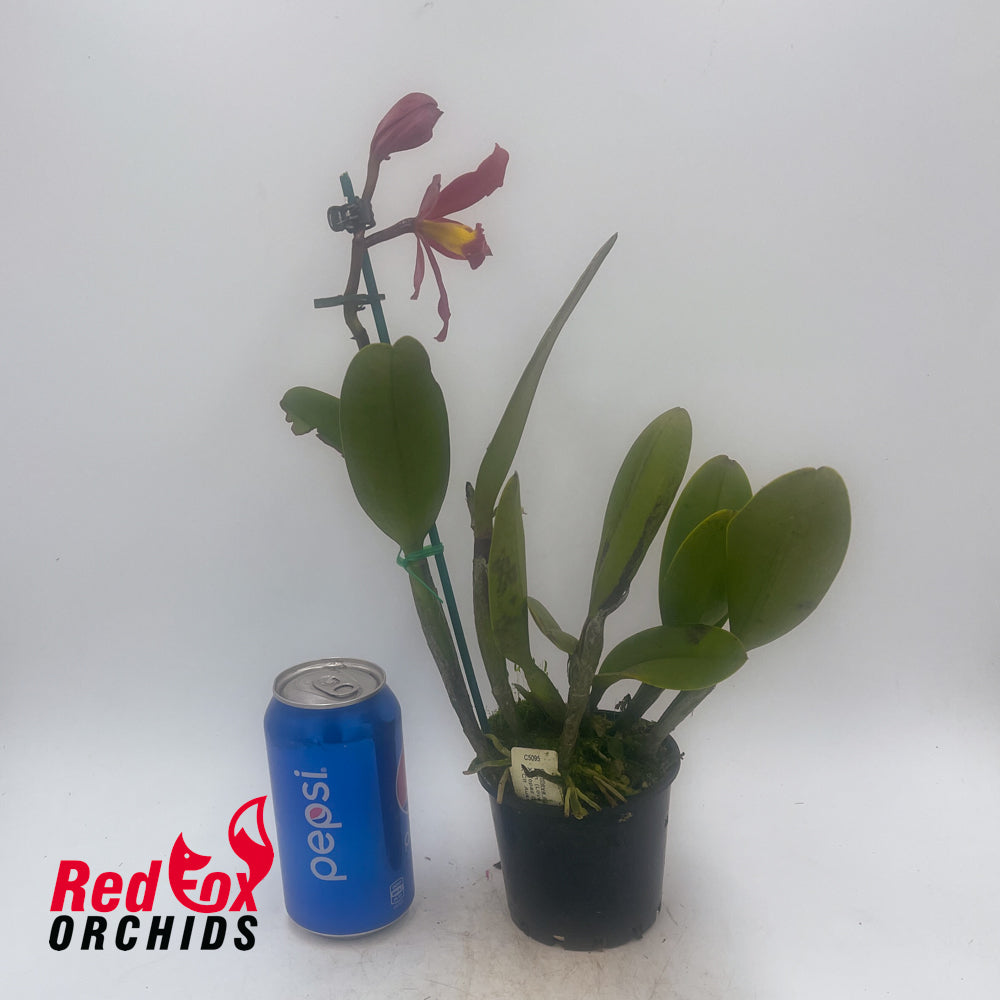 Rhyncattleanthe (Love Sound X Topaz Date Night) X Ctt. Aussie Sunset 'Cosmic Fire'