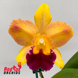 Rhyncattleanthe Topaz Lovely Dancer X Rth. Topaz Belle