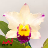 Cattleya Melody Fair X Rlc. Little Toshie 'H&R'
