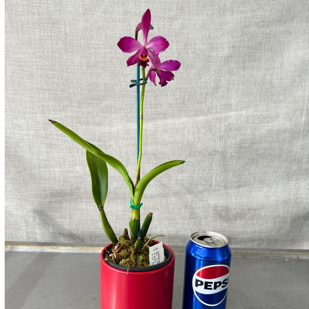 Bullara (Love Sound X alata) X Ctt. Aussie Sunset 'Cosmic Fire'