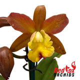 Cattleya Jungle Hotspot X Rth. (Pokai Tangerine X Susan Holcombe)