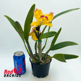 Cattleya Memoria Ralph Yagi X Ctt. Aussie Sunset