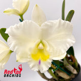 Rhyncholaeliocattleya Topaz Dream Machine X Ctt. Aussie Sunset 'Cosmic Fire'