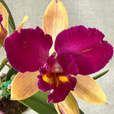 Rhyncholaeliocattleya Tzeng-Wen Beauty X Rth. Lovely Toshie 'H&R'