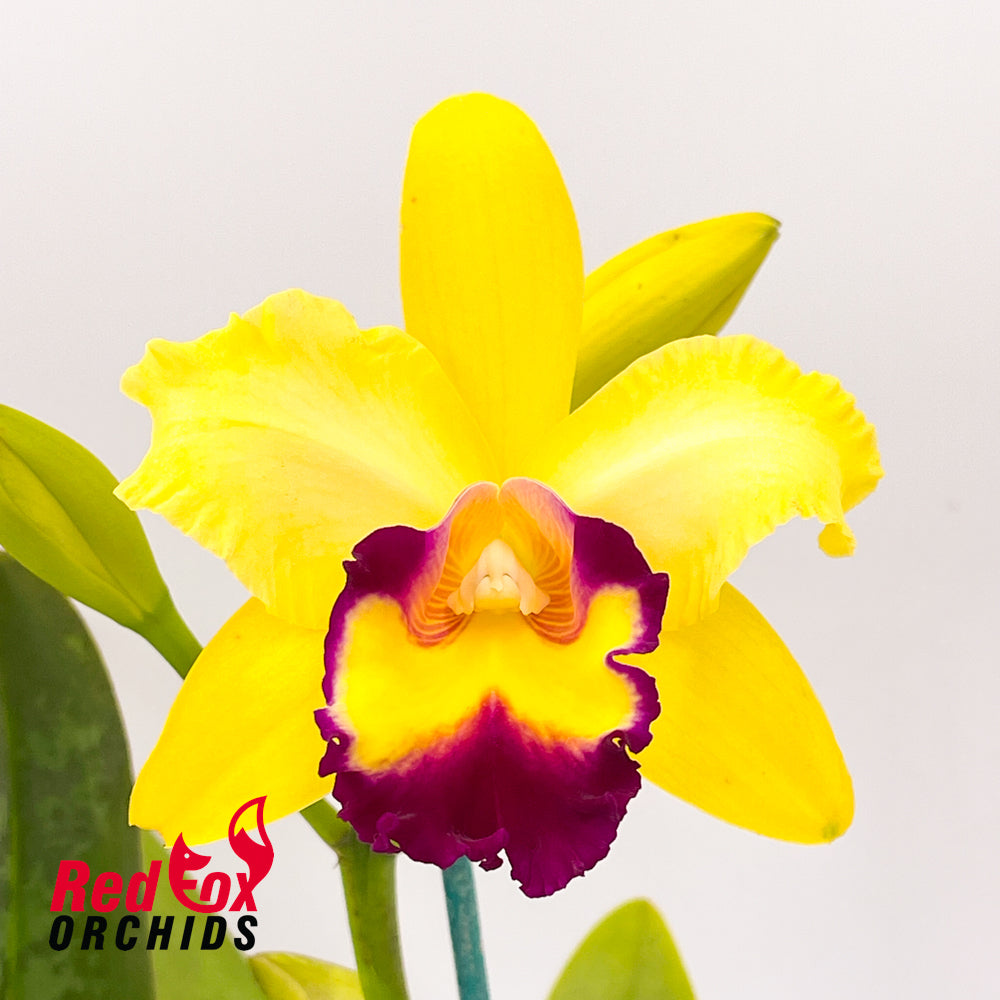Rhyncholaeliocattleya Princely X Ctt. Topaz Vivid 'Luscious Aussie'