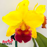 Cattlianthe Varut Startrack X Rlc. (Toshie Flare X Glenn Maidment)