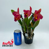 Rhyncholaeliocattleya Tzeng-Wen Dragon 'Copper & Red' X Ctt. Aussie Sunset 'Cosmic Fire'
