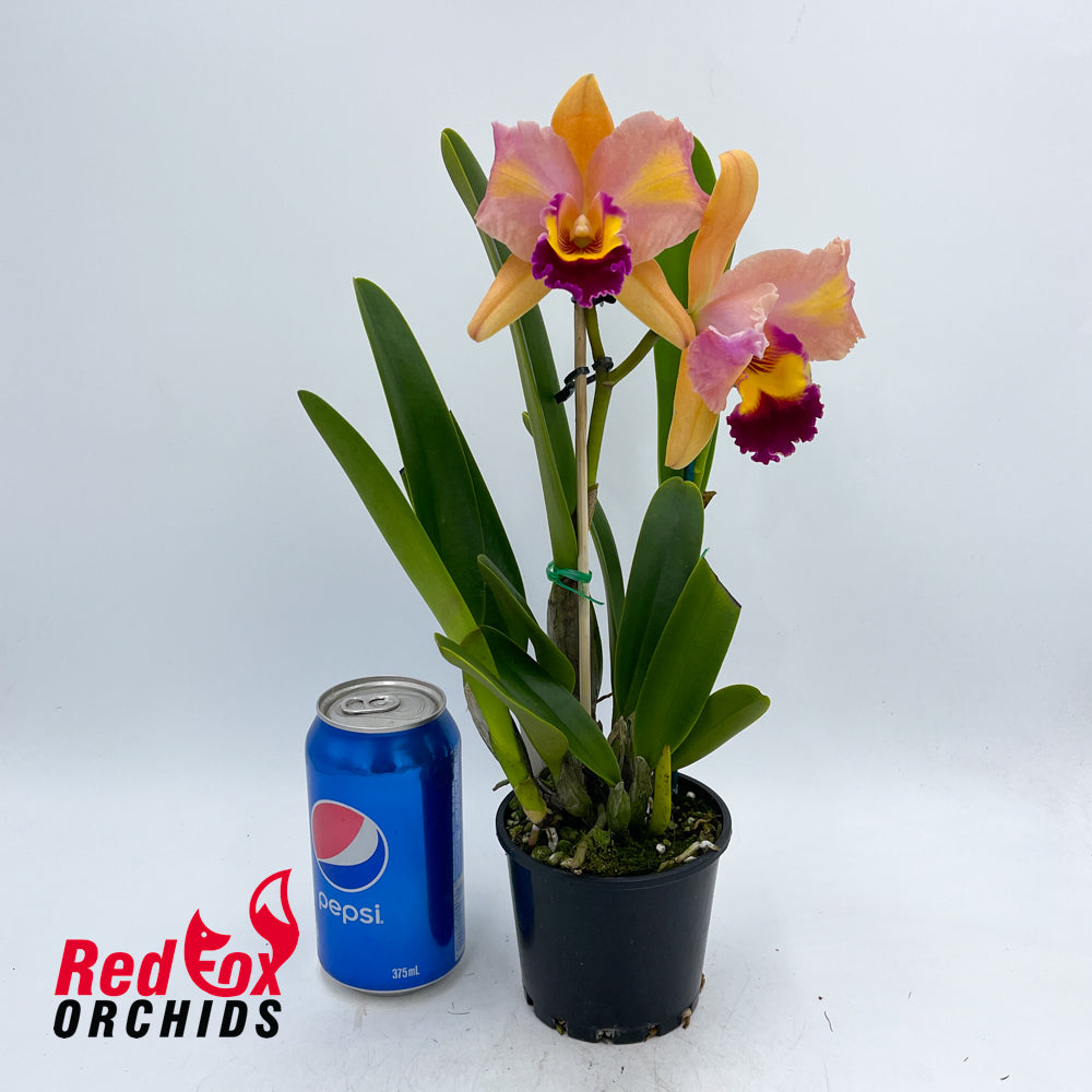 Cattleya Shirayukihime 'M' X Ctt. Topaz Vivid 'Luscious Aussie'
