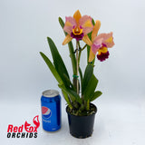 Cattleya Shirayukihime 'M' X Ctt. Topaz Vivid 'Luscious Aussie'