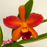 Cattleya cernua x Rhyncholaeliocattleya Love Call