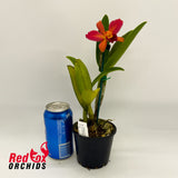 Cattleya cernua x Rhyncholaeliocattleya Love Call