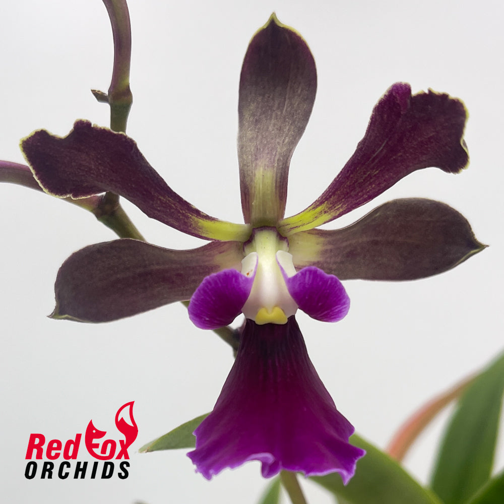 Catyclia Ridgy-didge X E. cordigera 'TDH#1'