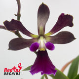 Catyclia Ridgy-didge X E. cordigera 'TDH#1'