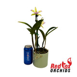 Brassavola Little Stars X Rlc. Mr. Chang 'Coach'