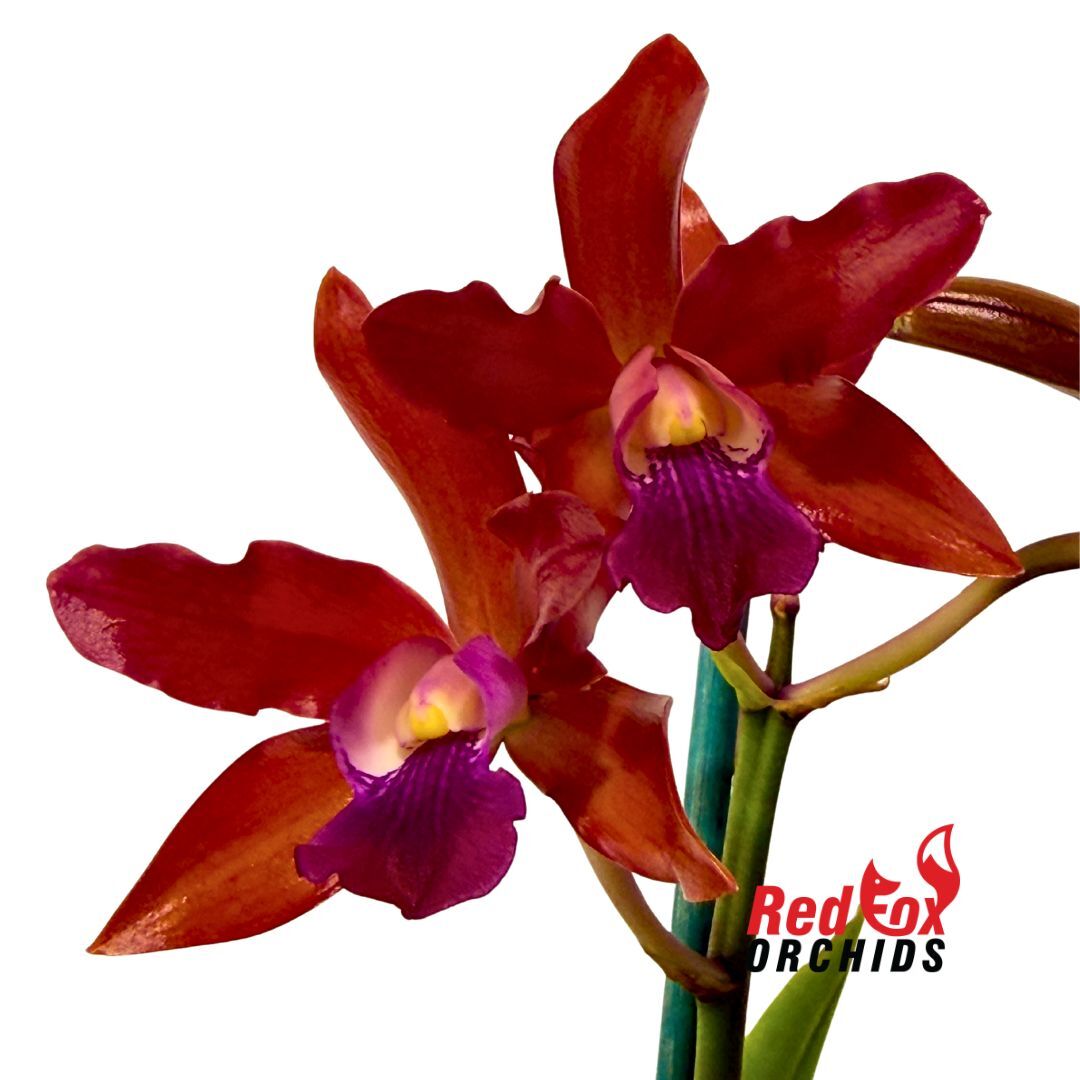 Cattleya Orchid - Cattlianthe Topaz Ruby Drop X Schom. undulata