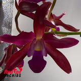 Cattlianthe Topaz Ruby Drop X Schom. undulata (No.3 Kuranda Dark & Shiny)