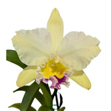 Rhyncattleanthe Topaz Belle X Rlc. George King 'Southern Cross'