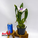 Cattleya C. G. Roebling 'Blue Indigo' X C. intermedia coerulea (4n) 'Big & Fat'