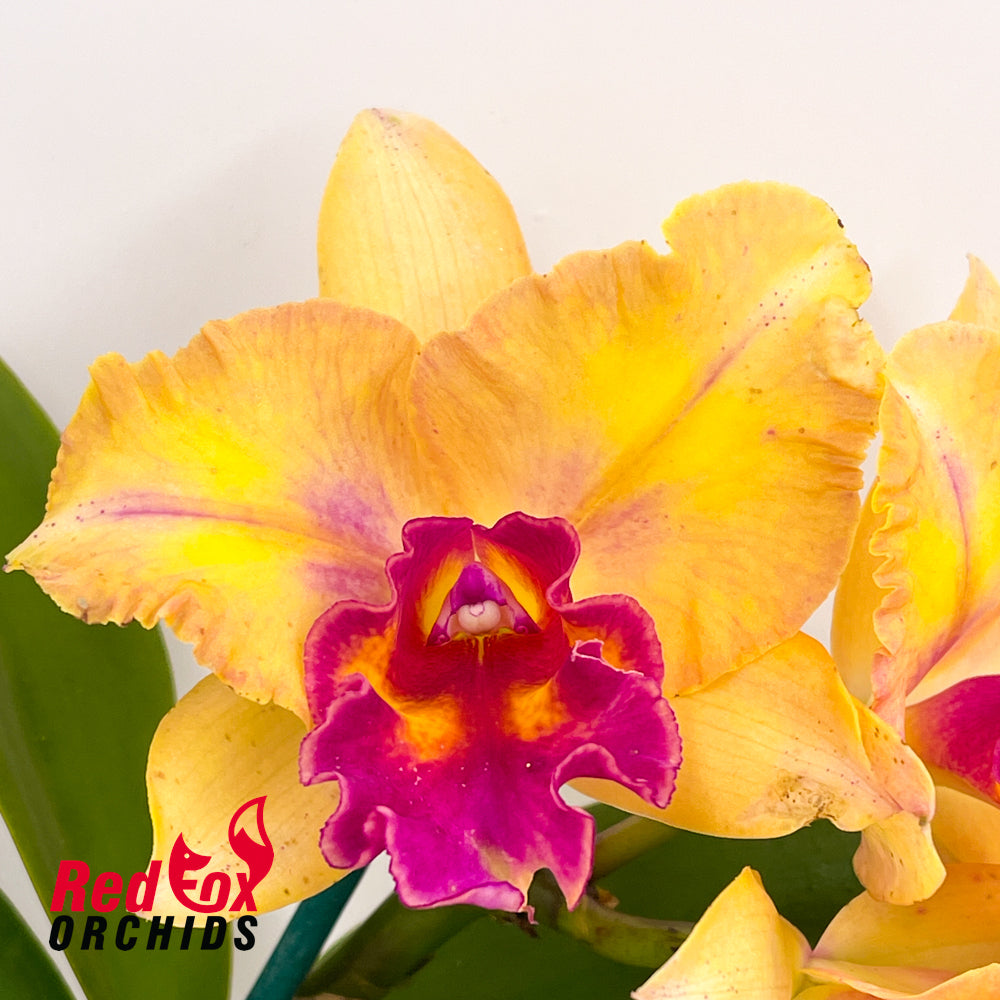 Rhyncattleanthe (Mismo X Aussie Sunset) X Rth. Qing Ming Beauty