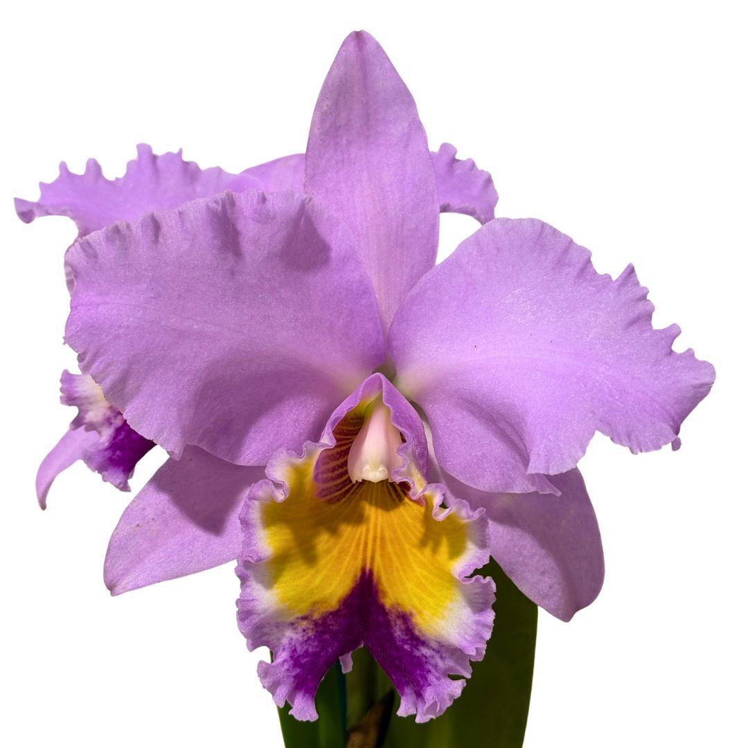 Cattleya labiata alba (fma. amesiana ('Marcia Regina' BM TOGA X self)) X Rlc. George King 'Southern Cross'