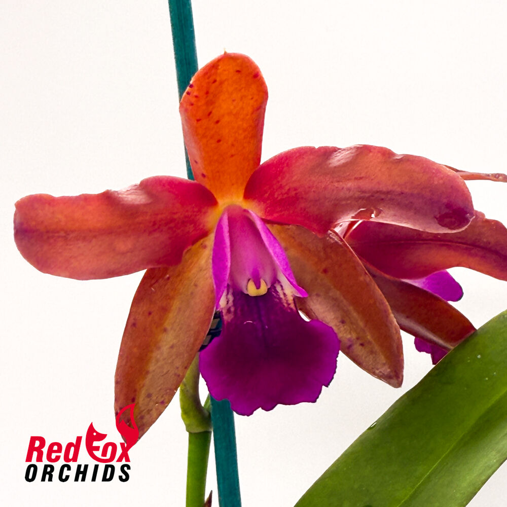 Cattlianthe Susan Holcombe X Schom. undulata