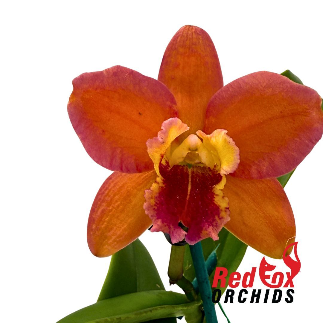 Rhyncholaelia Deception Variable X Ctt. Deception Drop (4n)