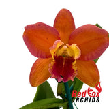 Rhyncholaelia Deception Variable X Ctt. Deception Drop (4n)