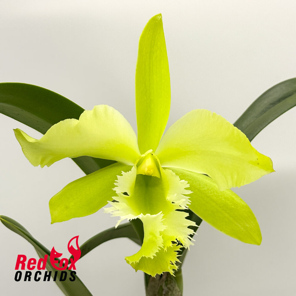 Rhyncholaeliocattleya (Greenwich X purpurata) X Rl. digbyana