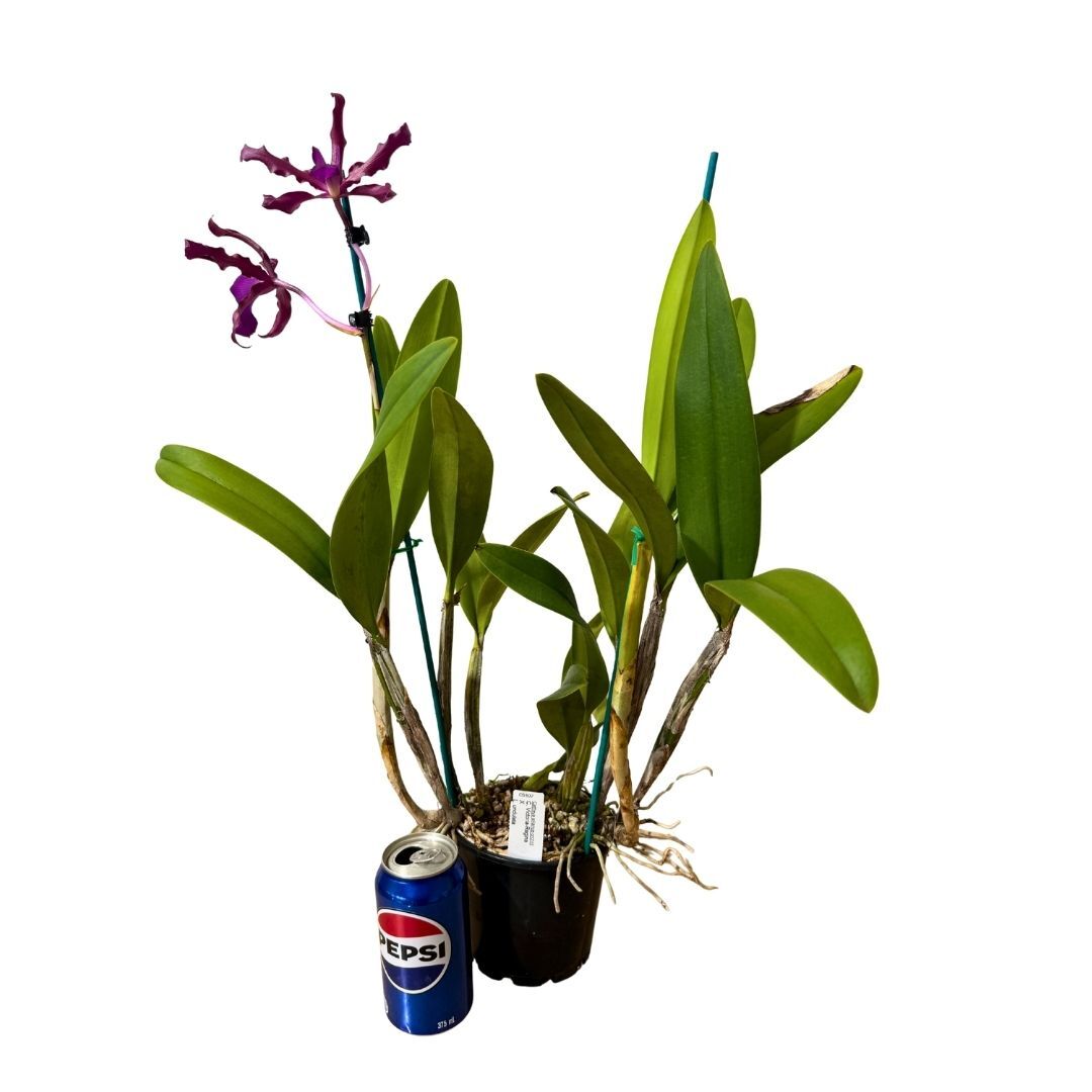 Cattleya Victoria-Regina  X Laeliocattleya undulata (Kuranda No3)