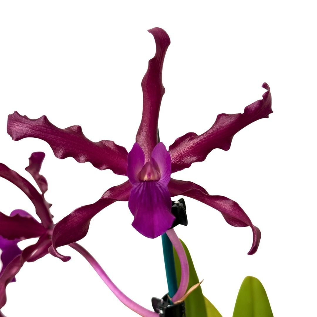 Cattleya Victoria-Regina  X Laeliocattleya undulata (Kuranda No3)